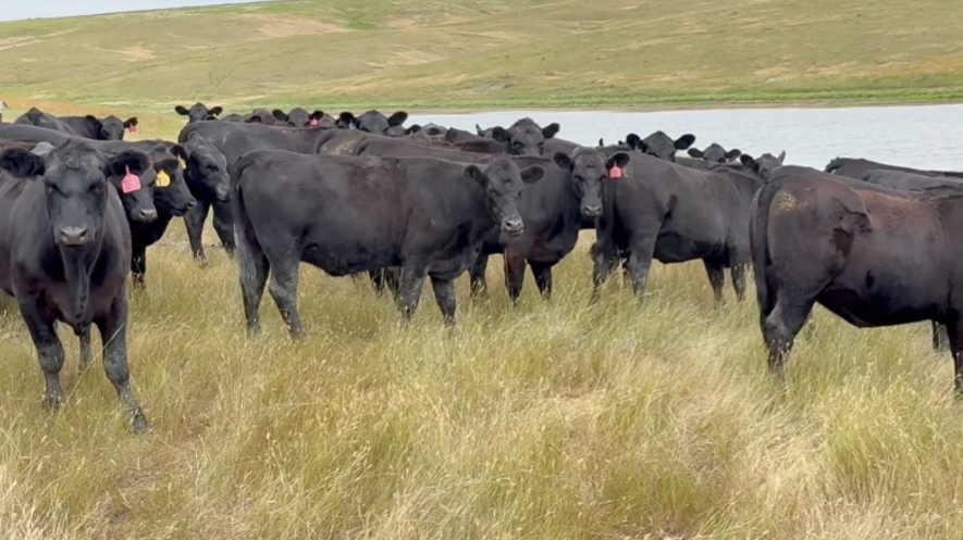 63 Head of Black Angus and Black Baldy heifers- BH908A5
